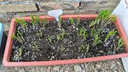 大禹韭菜根苗新根紫红根大叶韮菜移栽根种子四季寿光本地老品种蔬菜 200棵紫根韭菜根盆栽套餐大盆 实拍图