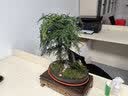 瀚林怡景（HANLINYIJING）文竹盆栽山水盆景植物室内客厅桌面办公室绿植花卉云竹四季常青 文竹-紫砂盆-牧童-木座 实拍图