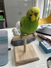BIRDSTORY鹦鹉鸟用T站台多功能T形桌面训练鸟站架体重秤称重中小型鸟具用品 T型实木站杆 实拍图