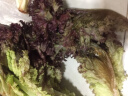绿食者 红叶生菜250g 罗莎红罗沙红紫叶红叶生菜 新鲜蔬菜西餐沙拉食材 实拍图