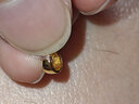 六福珠宝  足金步步高升竹子黄金吊坠挂坠不含项链送礼 计价 G01G0029DS 1.12克(含工费90元) 实拍图