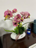 wo+ 高档新款手感PU蝴蝶兰仿真花艺客厅餐桌花电视柜装饰花假花 白色扁陶瓷盆+粉红色蝴蝶兰 实拍图