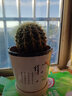 金虎狂刺仙人球盆栽植物绿植金虎超盆栽大盆栽办公室仙人掌 直径10厘米左右 含盆塑料 实拍图