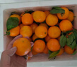 正宗德庆皇帝柑新鲜水果贡柑茂谷10斤广东当季桔子媛爱橘柑沃大果 5斤装中大果 实拍图