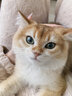 华元宠具（hoopet）引力水箱猫梳子去浮毛神器长短毛猫咪梳毛专用清理梳毛刷宠物用品  带水箱短毛用粉-含免洗液+湿巾 实拍图