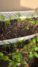 德沃多肥料植物营养土通用40L养花土种菜花卉盆栽多肉种植土有机基质土壤 实拍图