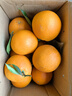 逮果重庆奉节脐橙纽荷尔春橙福本特级大果礼盒装时令新鲜孕妇水果橙子 精选5斤大果【JD/顺丰】 实拍图