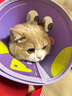 KimPets宠物伊丽莎白圈猫咪防舔头套狗狗防抓挠防咬项圈脖圈绝育驱虫用品 【轻盈无拘束】大眼萌萌 M(颈围24-31cm 适合6-13斤宠物) 实拍图