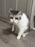 法国virbac维克耳漂猫咪狗狗洗耳液耳肤灵套装清洁宠物洁耳液耳螨耳臭护理滴耳液犬幼猫通用 耳肤灵+耳漂60ml【猫狗通用】 实拍图
