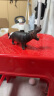 玛奇乐（MECHILE）仿真动物模型玩具大象大熊猫老虎河马犀牛狮子骆驼六一儿童节礼物 河马 实拍图