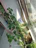 原起点进口椰砖种菜种花椰土壤无菌低盐营养土大块乌龟冬眠椰糠砖种植土 【这个巨划算】免洗椰砖5块 实拍图