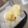 蒂瑞科纯种拉布拉多犬大型犬家养拉布拉多幼犬神犬小七巡回导盲犬宠物狗 血统级 血统级 实拍图