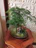 瀚林怡景（HANLINYIJING）文竹盆栽山水盆景植物室内客厅桌面办公室绿植花卉云竹四季常青 文竹-紫砂盆-老翁 实拍图