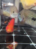 哈宝哈贝（HABAOHABEI） 下沉鱼粮鱼食锦鲤蓝鲨招财猫沉底饲料鹦鹉银龙饲料猪鼻黄头龟粮 680g下沉型[5mm] 实拍图