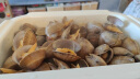 海蕴极鲜【活鲜】鲜活黄蚬子 新鲜丹东原产地捕捞蛤蜊烧烤食材 500g （1斤） 实拍图