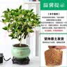 开时果 四季桂花树苗盆栽老桩浓香型花卉 室内植物客厅阳台好养绿植盆景 【家居点缀】精品桂花/40-50cm+郁金香瓷盆 基地直发 实拍图