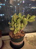 两腿跑【送货上门】三八节多肉植物带盆桌面盆栽组合绿植花卉幼儿园盆栽 熊童子(带盆栽好) 实拍图