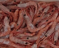 鲜京采 原装进口格陵兰北极甜虾刺身2斤装 90-150只/kg 即食 MSC认证 实拍图