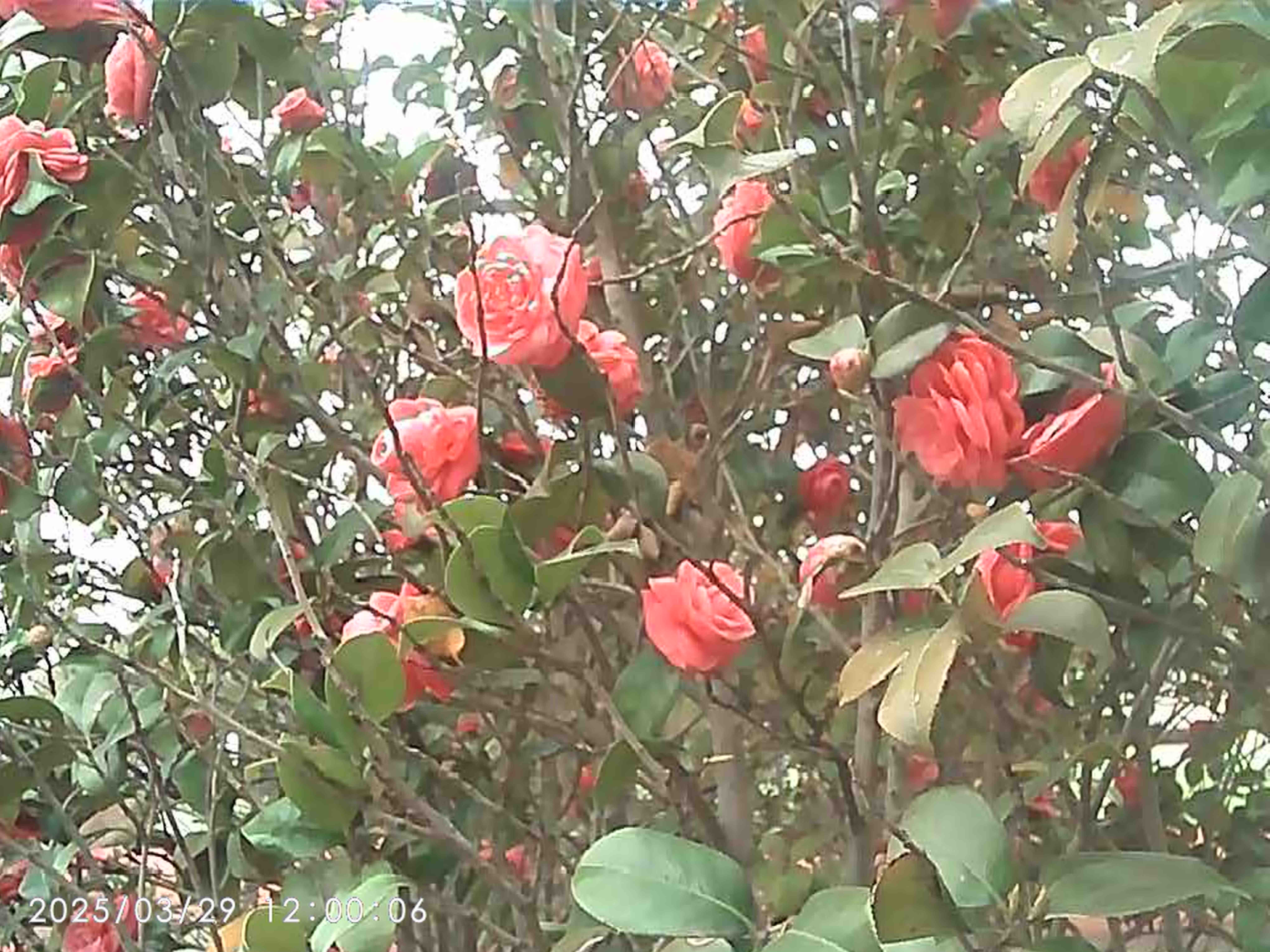 紫雨（PURAIN）数码相机学生入门级ccd相机高清照相机vlog卡片机高像素可传手机自拍照相机 纯白【前后双摄+9600W像素+三角支架】】 套餐一【相机+32G内存卡】 实拍图