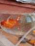 共度（Gong Du）玻璃鱼缸球形圆形缸生态草缸乌龟缸居家创意桌面水族箱观赏金鱼缸 小号裸缸 直径20cm 口径15cm 高度10cm 实拍图