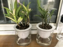 劉閣蘭花七彩香水石斛兰花冬带花苞好养绿植浓香型石斛花卉盆栽绿植驱蚊 10苗七彩石斛当年开花苔藓球带底托 实拍图