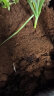 种菜果树植物通用复合肥肥料有机肥绿植花卉浓缩营养液营养土椰砖 生根粉1袋 实拍图
