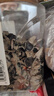 禾煜 黑龙江有机黑木耳150g 肥厚饱满 炒菜凉拌火锅煲汤食材 实拍图