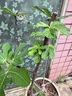滨淇果树苗无花果苗当年结果波姬红南北方种植苗 3厘米粗1棵源头直发 实拍图