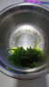 金葵（jinkui）中华裙带菜开袋即食下饭菜海藻寿司海草沙拉梗丝 酸甜味500g-冷冻存储 实拍图