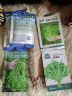 北蔬 芝麻菜种子种苗食用野菜火箭菜臭菜盆栽蔬菜籽 芝麻菜种子1000粒 实拍图