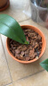 美乐棵兰花型营养土8L/袋兰花植物基质土花土花肥肥料种植土 实拍图