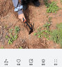 九千谷园艺工具2件套家用盆栽翻土种植铲子耙子花园种菜种花小铲子2043 实拍图
