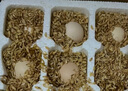 舌尖攻略蛋墩墩农家散养鸡蛋谷饲鲜鸡蛋农家鸡蛋早餐食材蛋白单枚40g±5g 谷饲鲜鸡蛋 20枚 实拍图