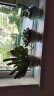 仟尚亿随机八个花盆陶瓷批发带托盘家用绿萝创意简约多肉植物小多肉花盆 随机4个带托盘10cm 中等 实拍图