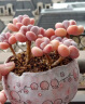 京悠雨稀有奶酪多肉植物室内盆栽精品种汤圆桃蛋花卉植物好养易活绿植物 水蜜桃奶酪2-3厘米【3棵】 不含盆 晒单实拍图