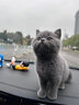 涴喵 苏氏纯种英短幼猫短毛猫大脸猫宠物猫咪活体辅助喂养 宠物级 【蓝猫】 实拍图