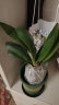 行湘君子兰盆栽室内绿植四季花卉  6-8叶片（颜色随机）+0.5加仑盆  晒单实拍图