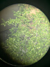 星特朗美国品牌自然DX10X32ED高清高倍全金属微光可视便携单筒望远镜 实拍图
