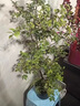 树葡萄苗果树嘉宝果苗正宗沙巴加宝果南北方四季庭院名贵种植盆栽 沙巴50-60cm高/带叶带土发货 111cm(含)-140cm(含) 实拍图