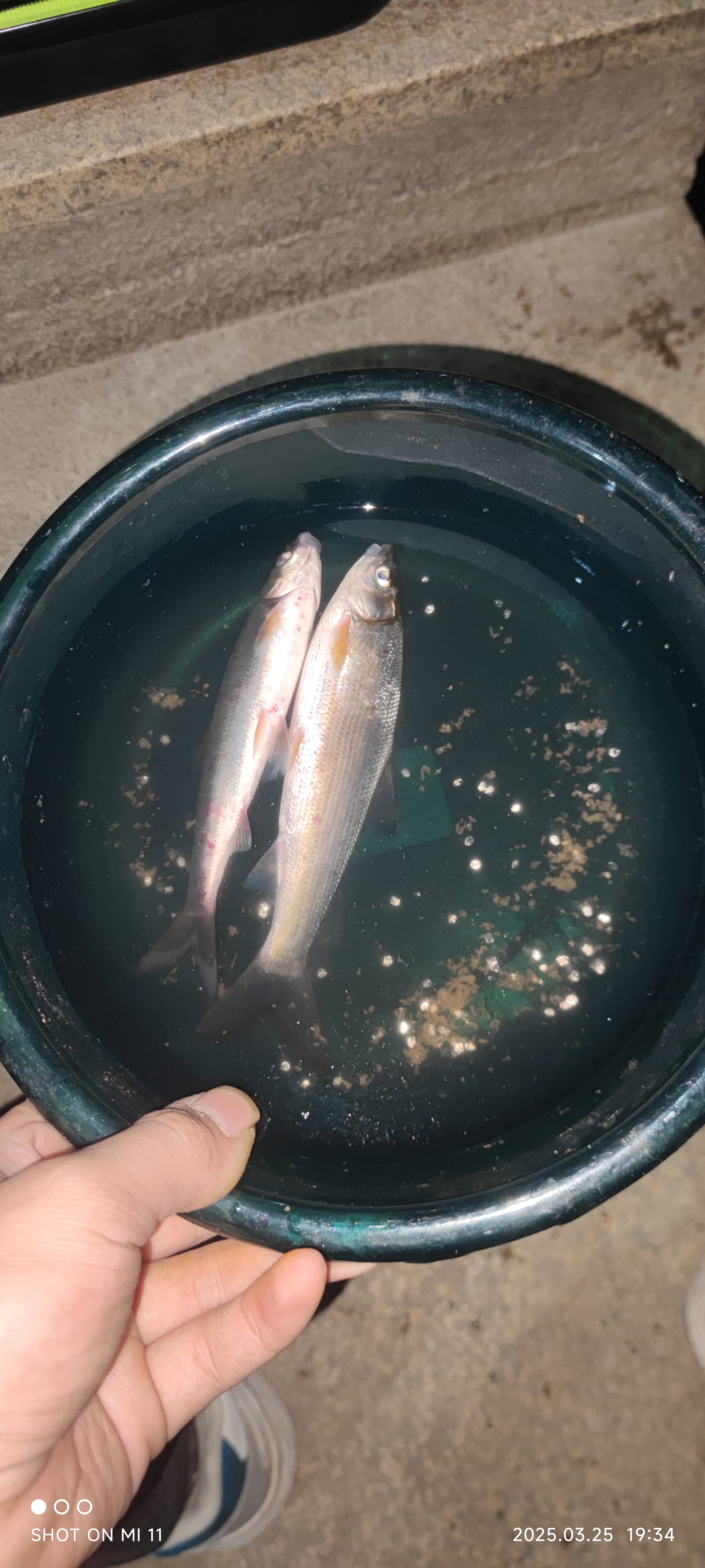 老鬼（OLDGHOST）鱼饵大师红虫小肽拉一包搞定野钓鲫鲤草鳊鱼湖库钓鱼饵料 实拍图