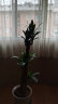 植男植女发财树巴西木黑金刚橡皮树室内大型绿植好养办公室客厅福禄桐 巴西木1.4-1.6m 晒单实拍图