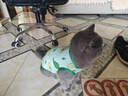 阿莫尔小狗狗猫咪衣服夏季薄款泰迪比熊博美背心宠物小型幼犬透气防掉毛 牛油果（夏季） L 建议7-9斤 背长32cm 实拍图