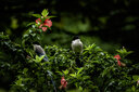 适马（SIGMA）24-70mm F2.8 DG DN II ART 二代全画幅微单标准变焦镜头 L卡口【二代】 【官方标配】主图配件+多重好礼 实拍图