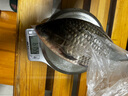 威拓森（weituosen）钩尖江湖艰苦奋斗也要钓鱼蚯蚓饵料野钓通杀鲫鱼鲤草鳊鱼料鱼虾饵 艰苦奋斗蚯蚓饵料450g×2包 实拍图