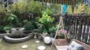 贝冠奇金鱼活体观赏鱼冷水鱼锦鲤小金鱼宠物活鱼包邮草金鱼小型鱼苗 黑草+红草+黄锦鲤10-12cm 实拍图