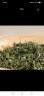 日照绿茶2023新茶无公害茶叶碧螺山浓香型一级生态茶园礼盒200g年货送礼 晒单实拍图