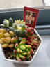 墨一儿童节多肉植物组合盆栽室内好养办公室桌面绿植小盆栽花卉 圆形盆A（赠插牌5件套） 带盆栽好 实拍图
