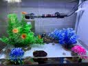 长锐侧滤鱼缸桌面办公室免换水生态水草超白水族箱 K500加热版【长51 宽22 高33】 实拍图