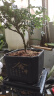 佰花锦清香胡椒木盆栽室内外驱蚊草植物好养绿植九里香花卉四季常青盆景 【送方底座】清香胡椒木+四方舍得盆+黑沙 整体高度20-25cm 实拍图