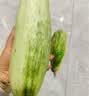 蔬农联（SHUNONGLIAN）海南哈蜜甜瓜香密瓜当季新鲜水果生鲜 带箱5斤精选装 实拍图